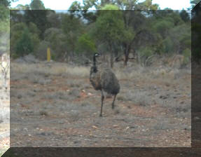 He can run the pants of a kangaroo