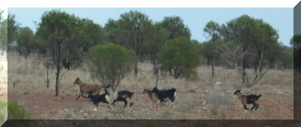 Chasing wild goats