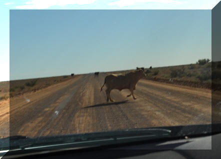 Jay walking bulls