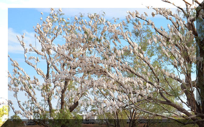 Galahs resting place