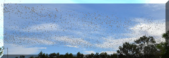 Thousands of galahs in flight