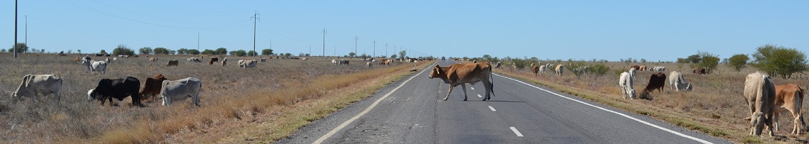 Cattle gotta eat