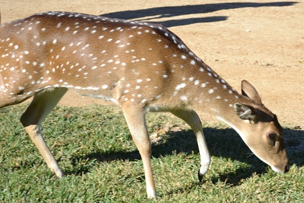 Texas Longhorns