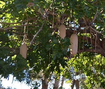 A sausage tree!!!