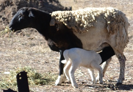 Black faced sheep