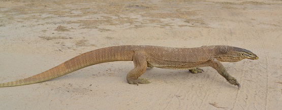 The goanna