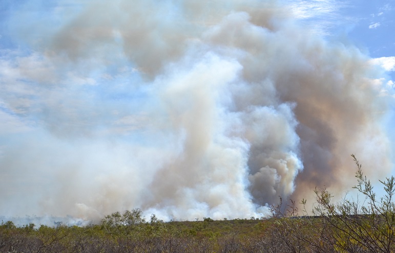 Bush fire