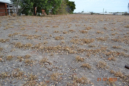 dry and dead grass