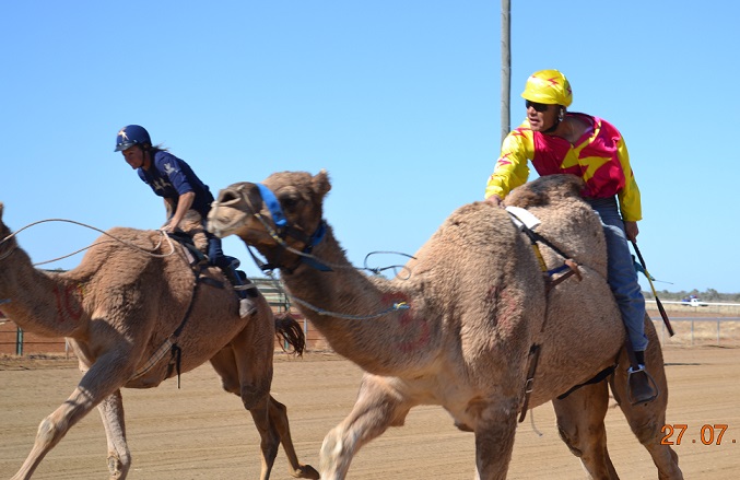 A camel race