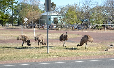 Emus on main street