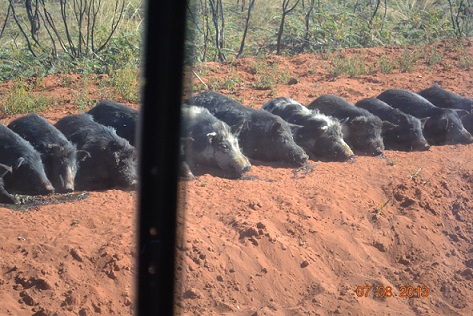 Trained wild pigs