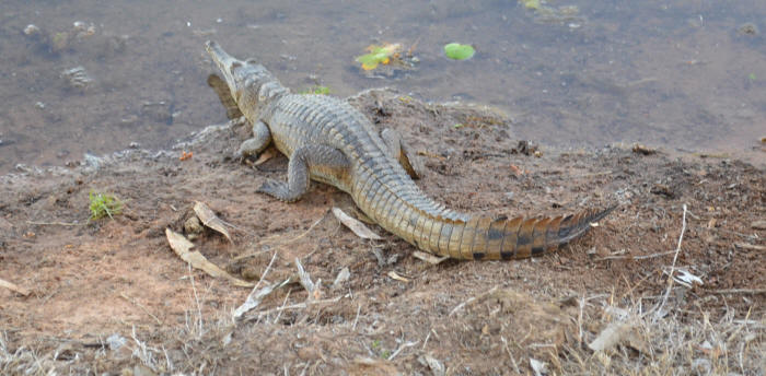 A huge crocodile