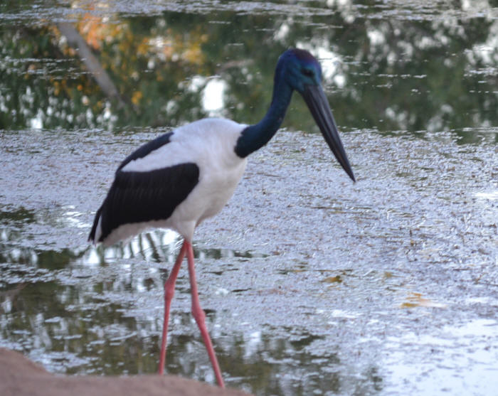 The Jabiru