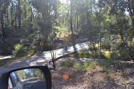 hairpin in the bush