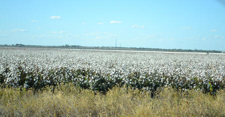 Where cotton comes from