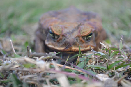 Grumpy toad