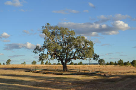 Whats a coolabah tree look like