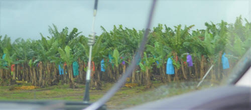 rainbow bananas