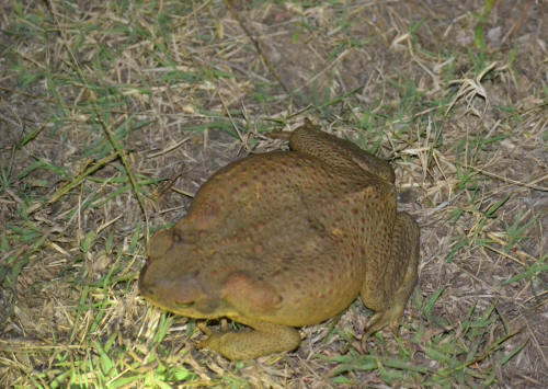 Cane toad monster