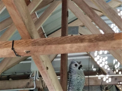 Waiting for scraps in the camp kitchen.