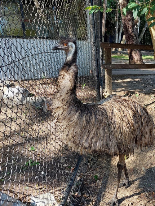 Emu or .. ?