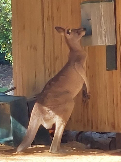 Kangaroo or .. ?