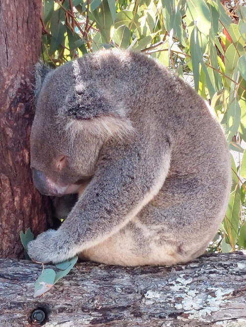 Koala